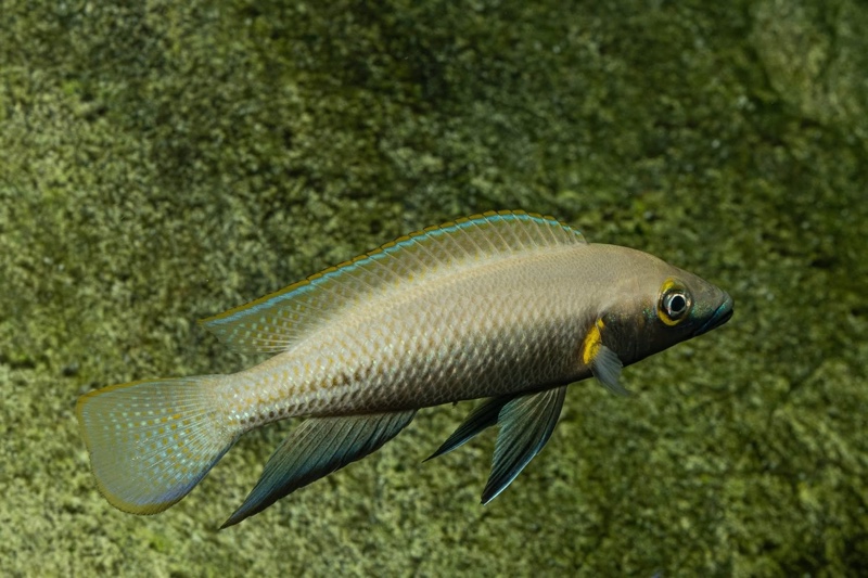 Neolamprologus nigriventris 'Kiku'
